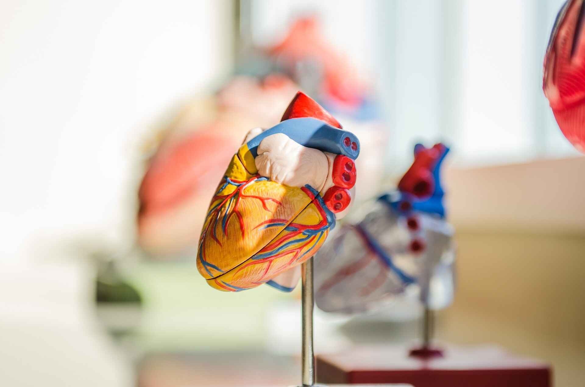 Image of a heart